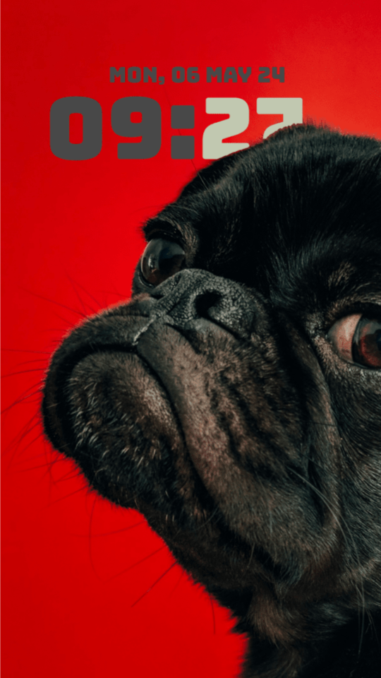 A black pug's face against a red background, with a chunky 09:27 clock in grey and pale green tucked behind its head.