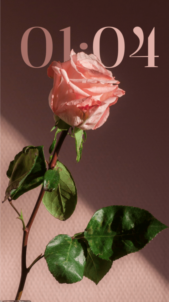 A pink rose on a dusky mauve wall with a large elegant serif 01:04 clock in soft rose, the bloom overlapping the numerals.